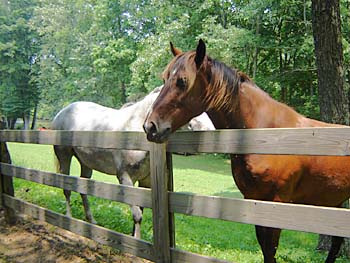 Equestrian Trailer Accessories